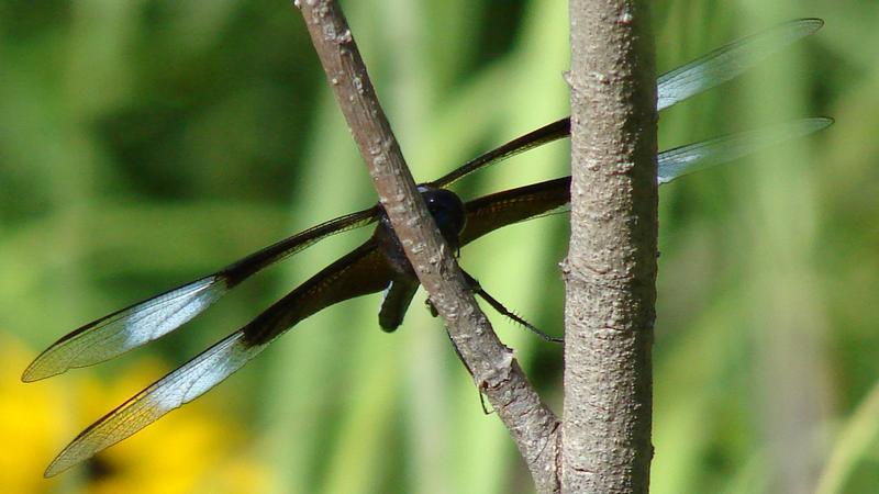 Photo of Widow Skimmer