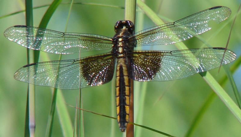 Photo of Widow Skimmer
