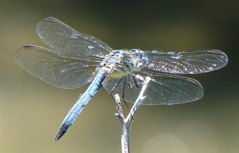 Photo of Blue Dasher