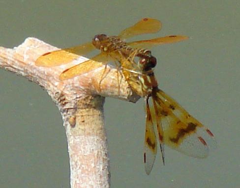 Photo of Eastern Amberwing