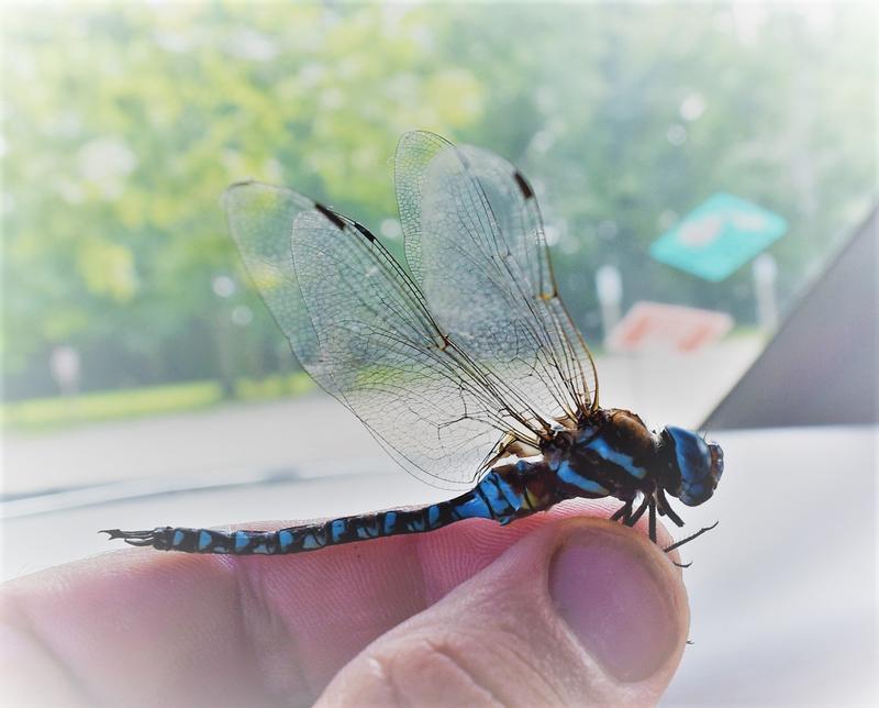 Photo of Blue-eyed Darner