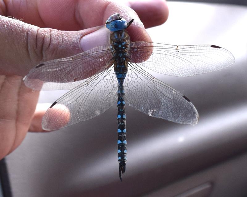 Photo of Blue-eyed Darner