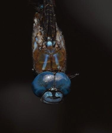 Photo of Blue-eyed Darner