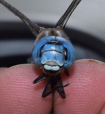 Photo of Blue-eyed Darner