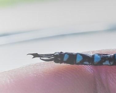 Photo of Blue-eyed Darner