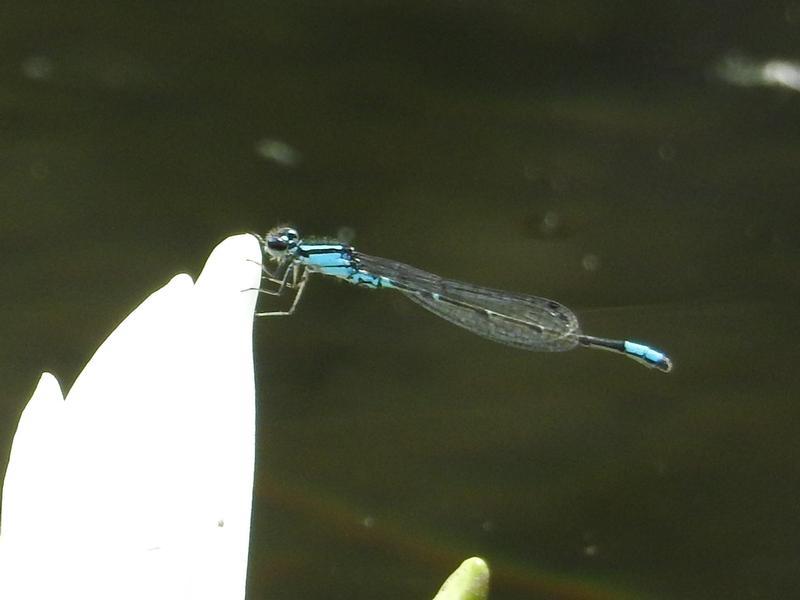 Photo of Skimming Bluet