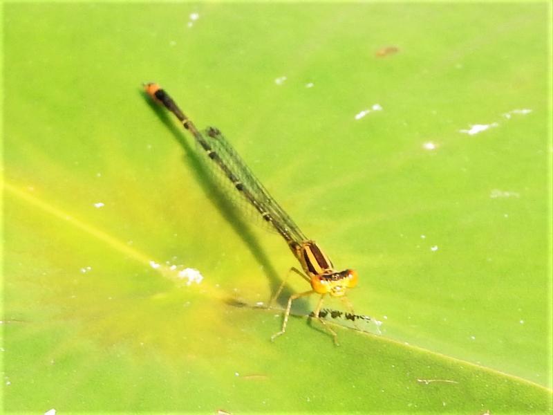 Photo of Orange Bluet