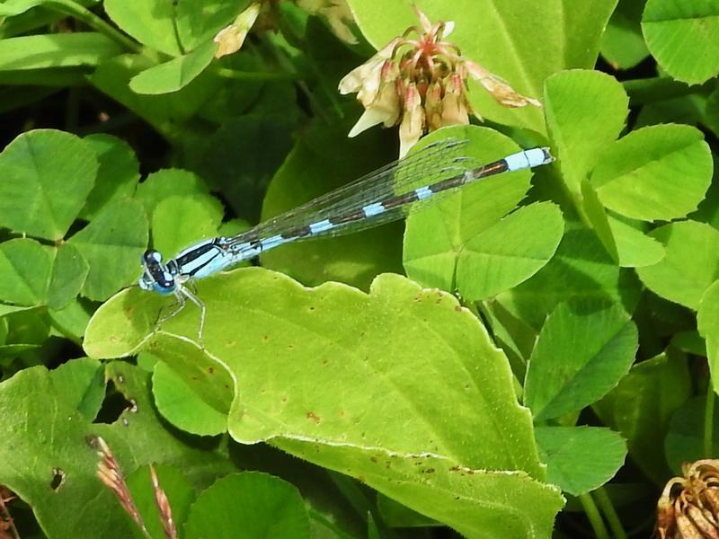 Photo of Tule Bluet