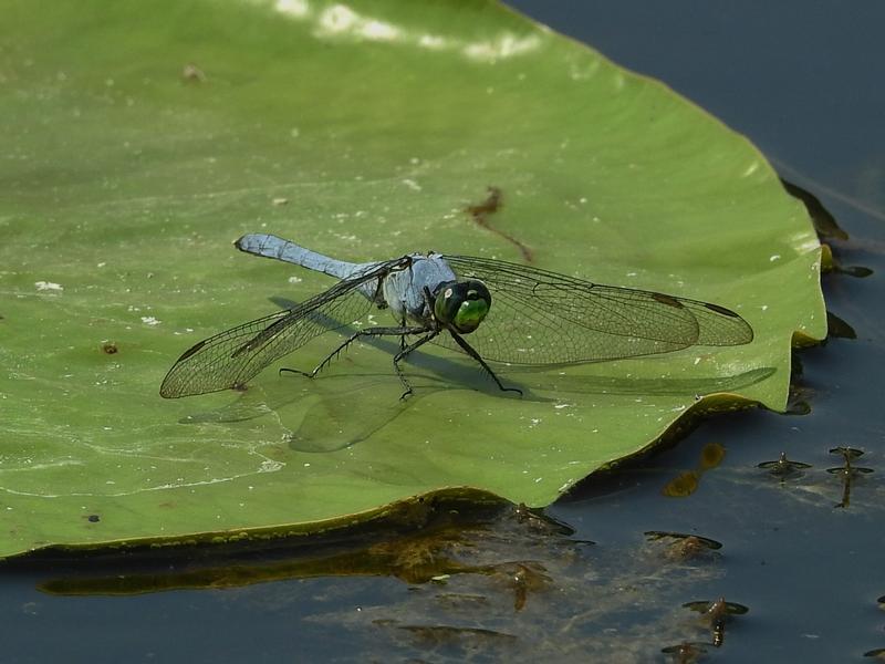 Photo of Eastern Pondhawk