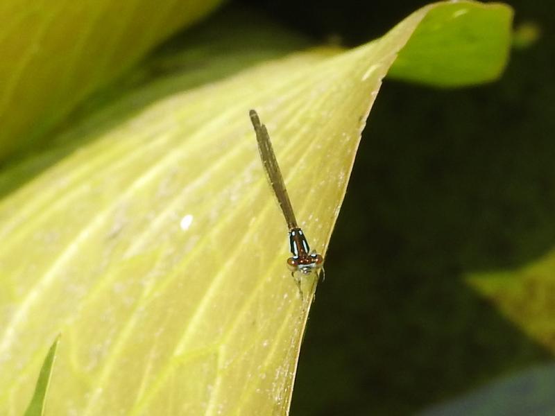 Photo of Fragile Forktail