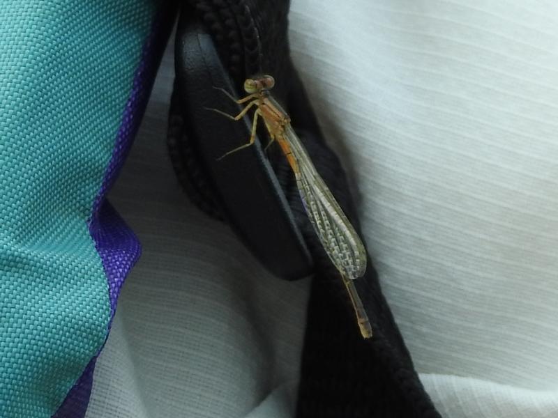 Photo of Eastern Forktail
