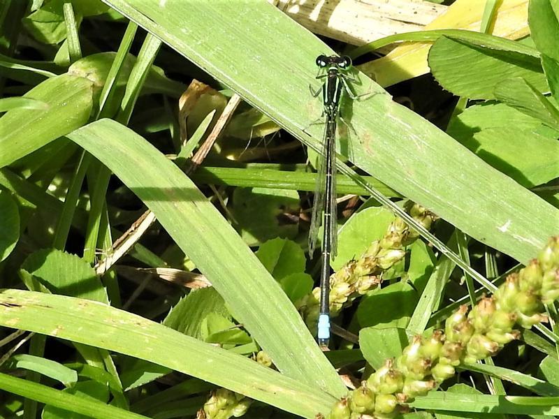 Photo of Eastern Forktail
