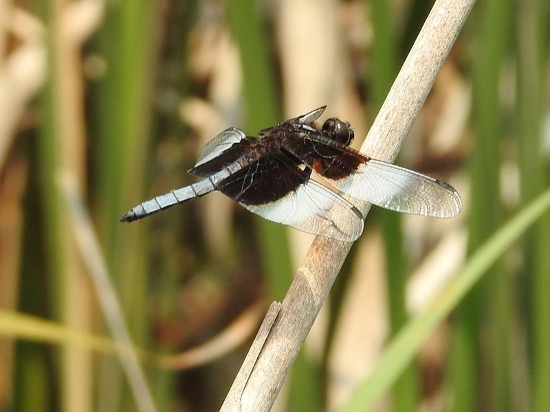 Photo of Widow Skimmer