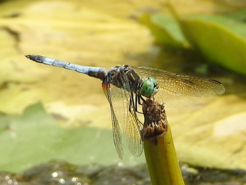 Photo of Blue Dasher