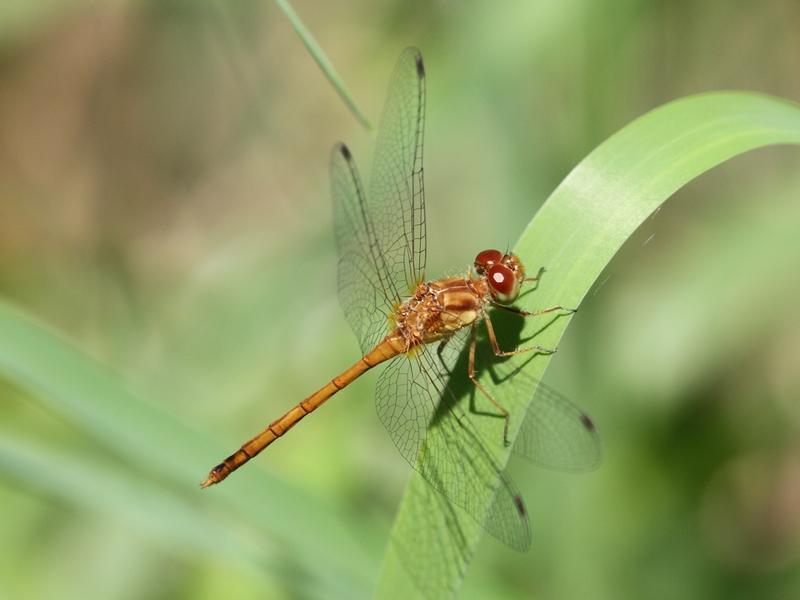 Photo of Autumn Meadowhawk