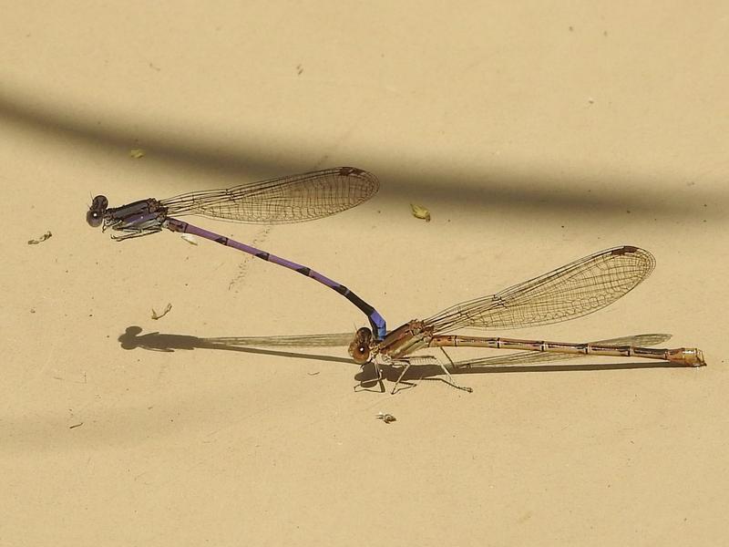 Photo of Variable Dancer (Violet Dancer ssp.)