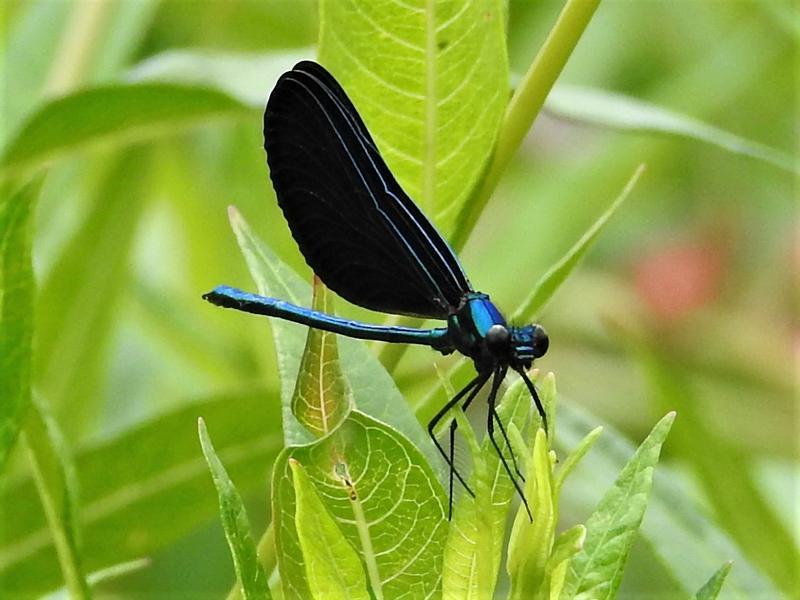 Photo of Ebony Jewelwing