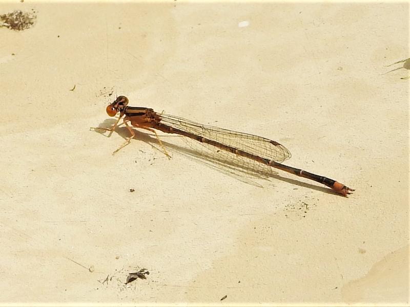 Photo of Orange Bluet