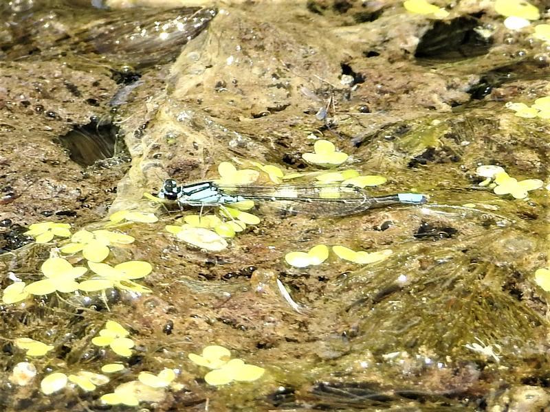 Photo of Skimming Bluet