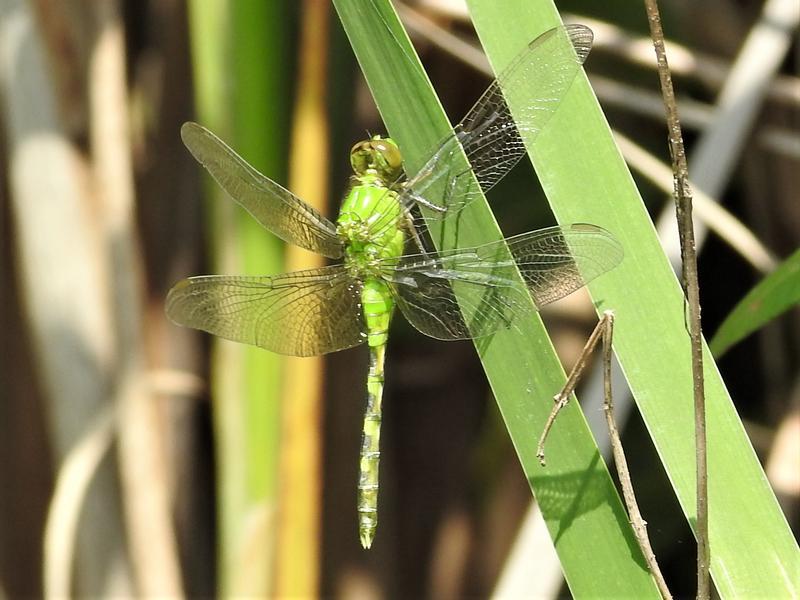 Photo of Eastern Pondhawk