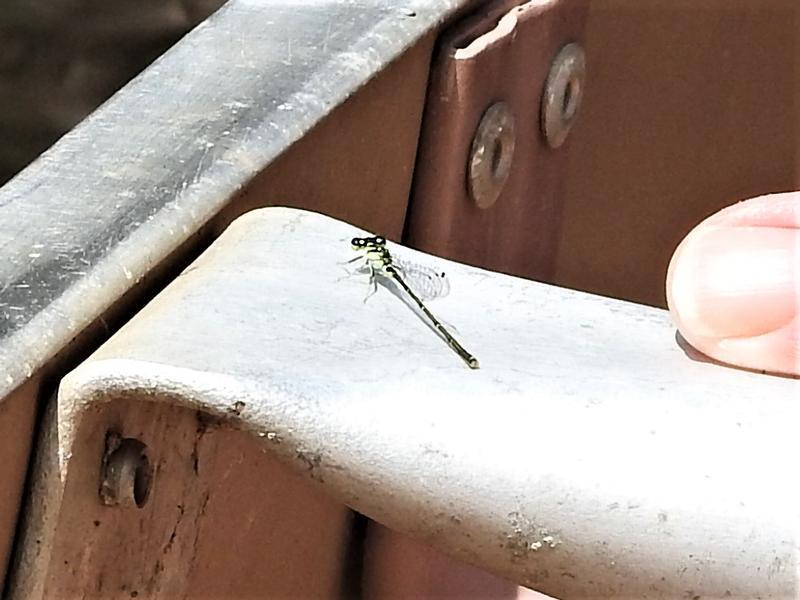 Photo of Fragile Forktail