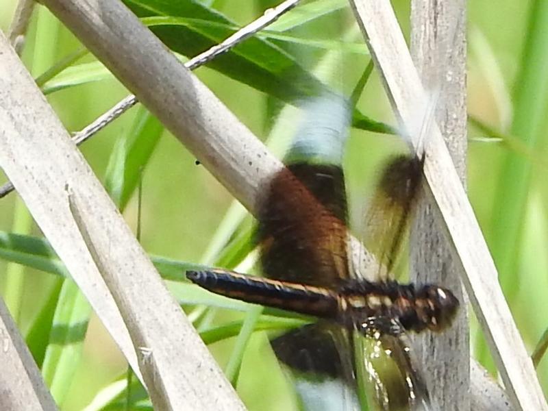 Photo of Widow Skimmer