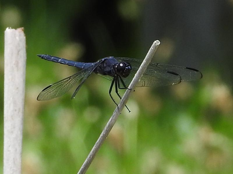 Photo of Slaty Skimmer