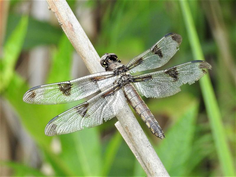 Photo of Twelve-spotted Skimmer