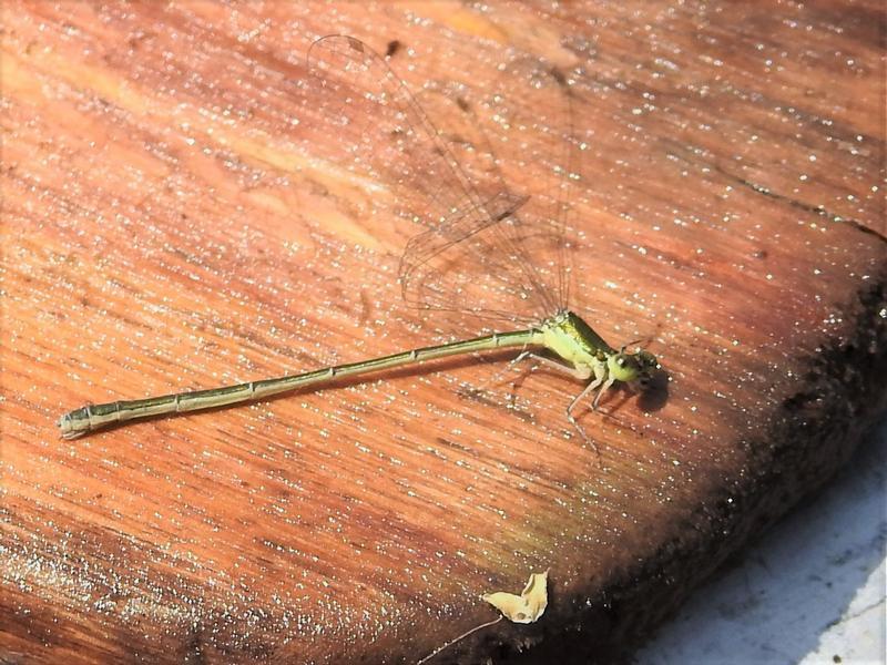 Photo of Sedge Sprite