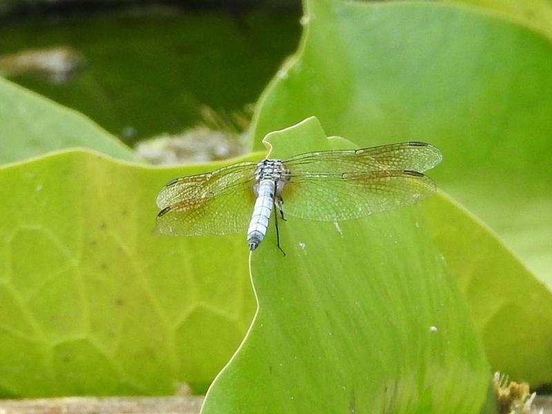 Photo of Blue Dasher