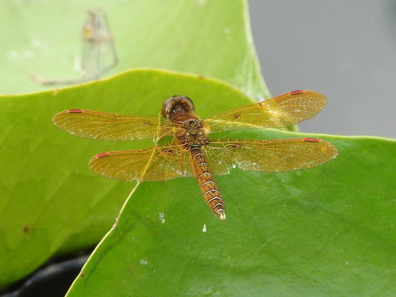 Photo of Eastern Amberwing