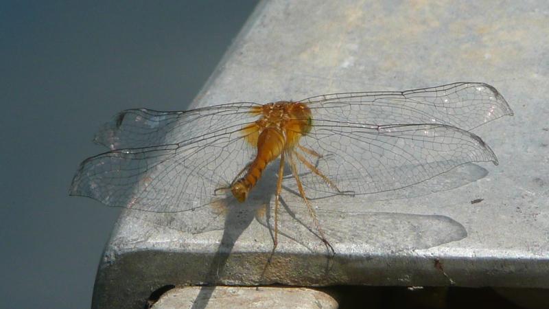 Photo of Autumn Meadowhawk