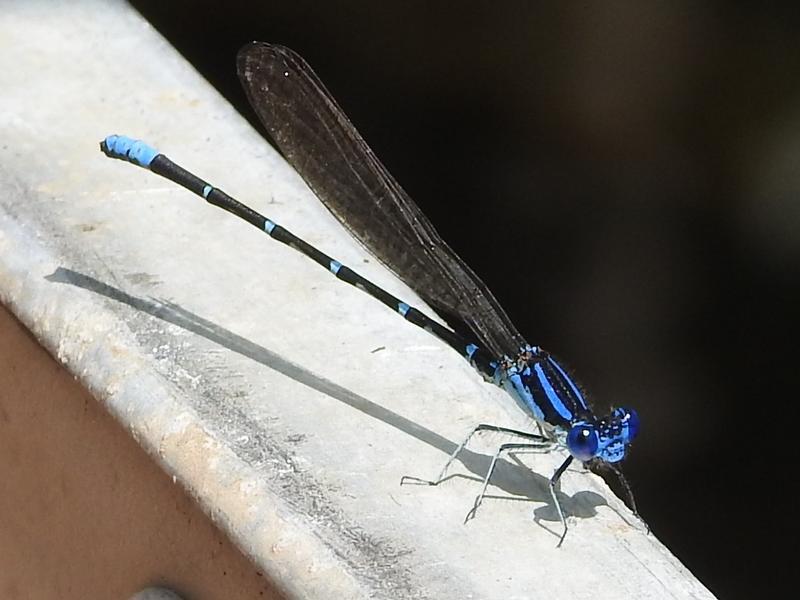 Photo of Blue-ringed Dancer