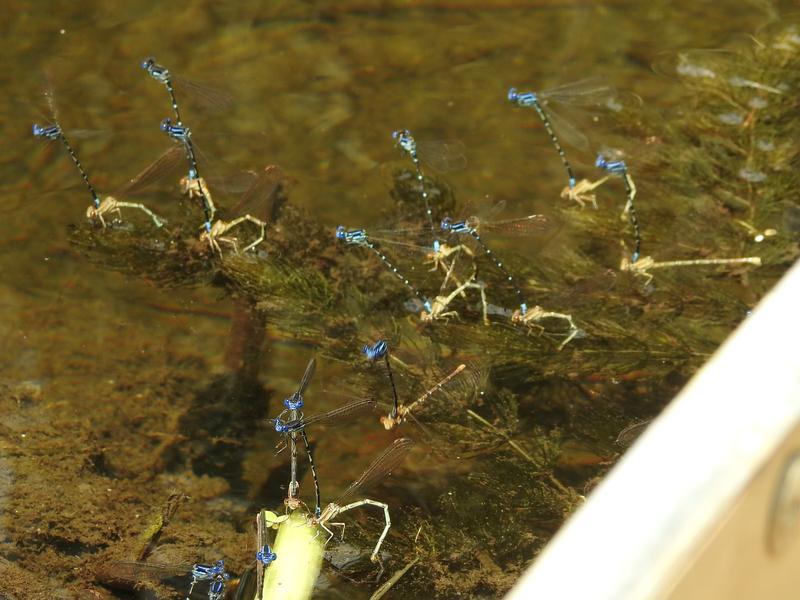 Photo of Blue-ringed Dancer