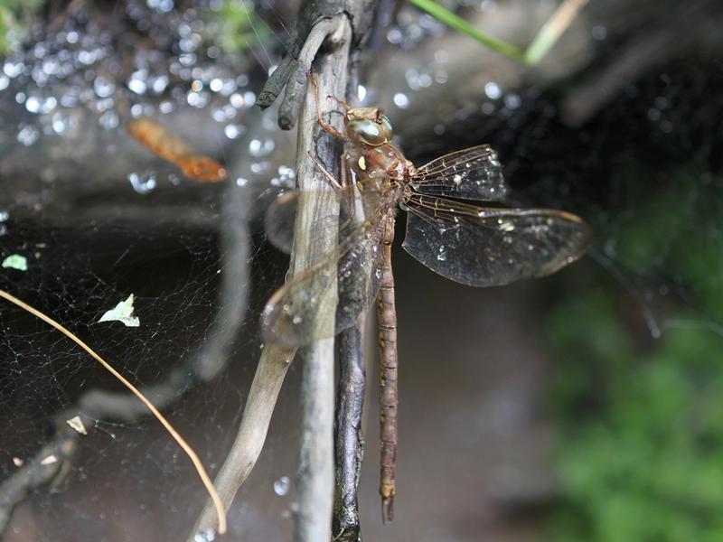 Photo of Fawn Darner