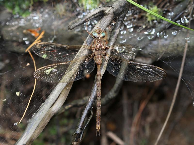 Photo of Fawn Darner