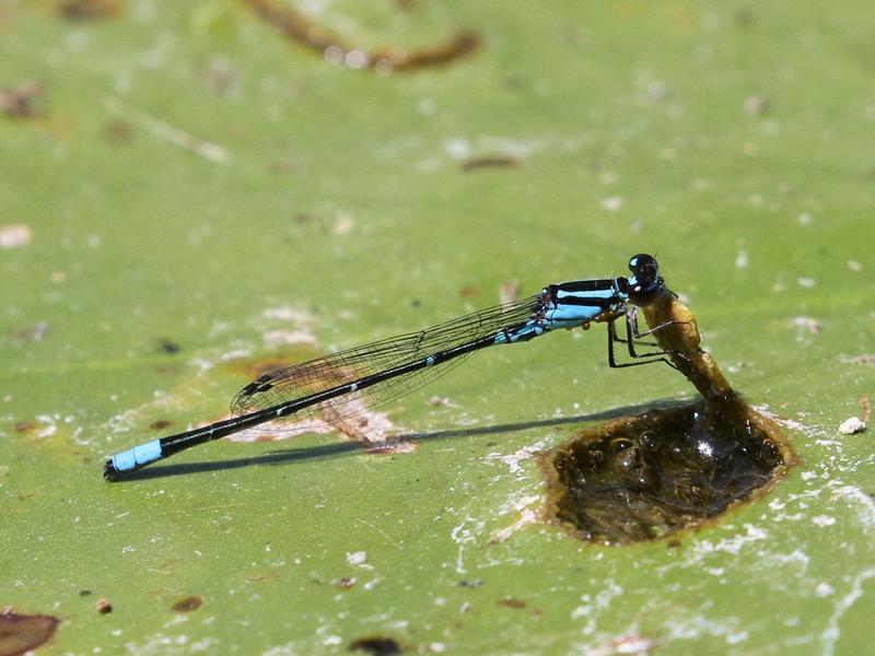 Photo of Skimming Bluet