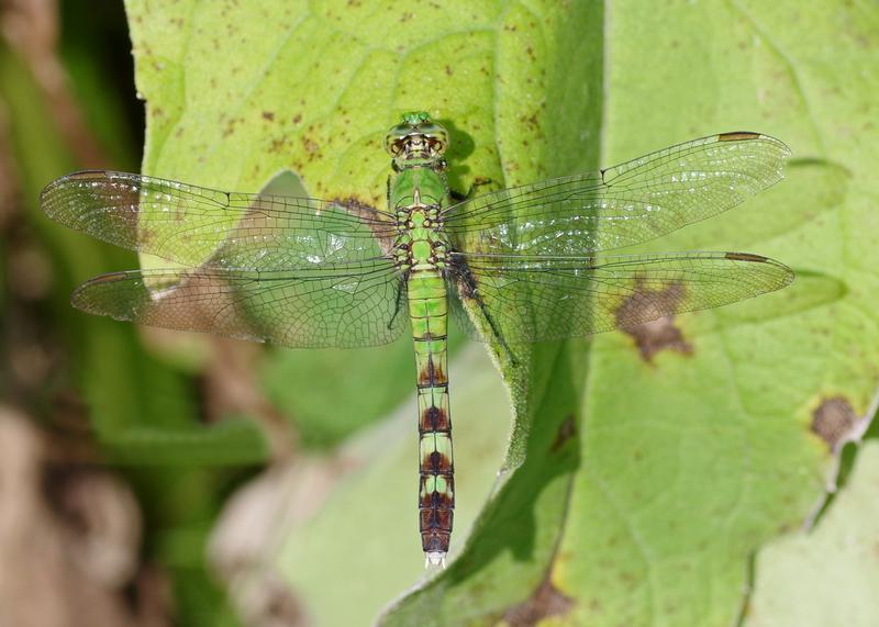 Photo of Eastern Pondhawk
