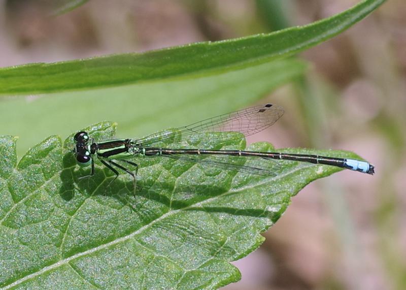 Photo of Eastern Forktail