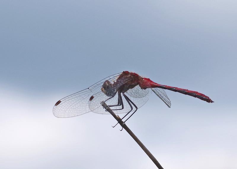 Photo of Ruby Meadowhawk