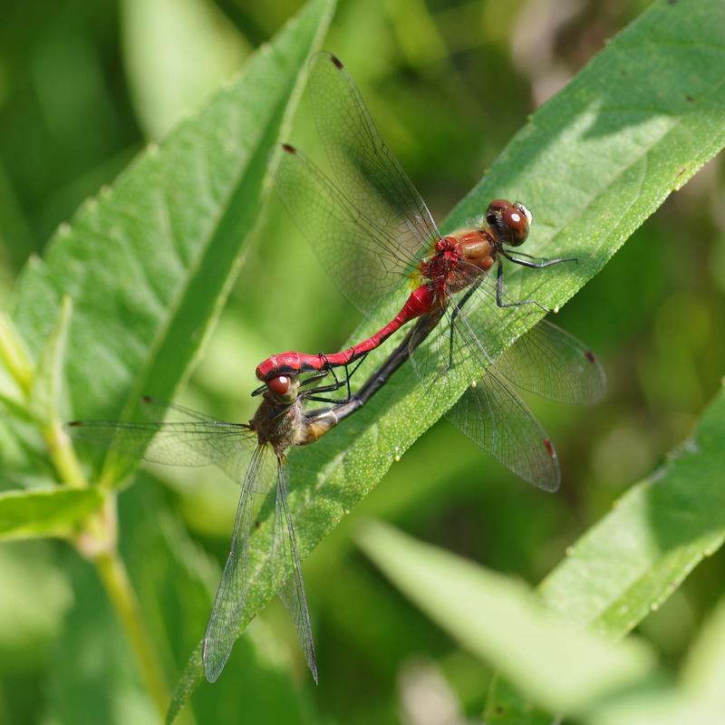 Photo of White-faced Meadowhawk