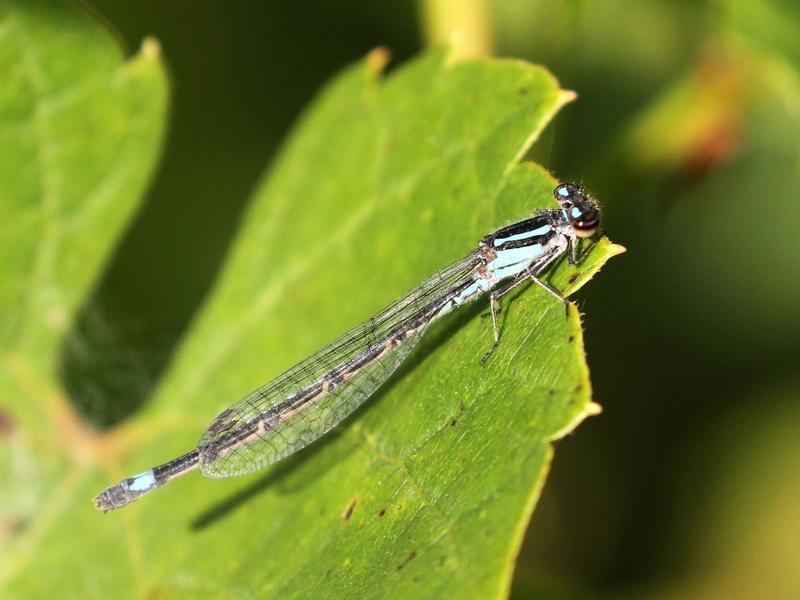 Photo of Skimming Bluet