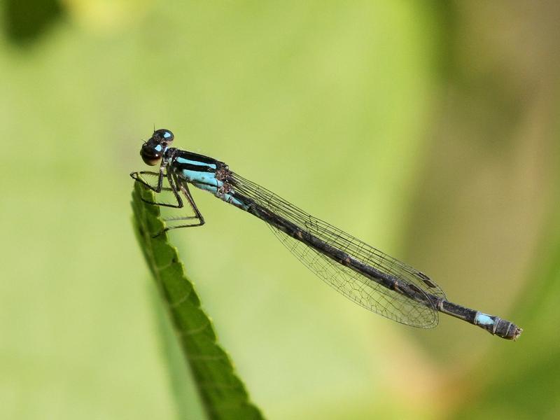Photo of Skimming Bluet