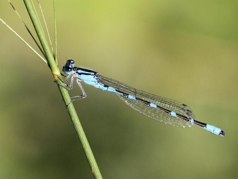 Photo of Tule Bluet