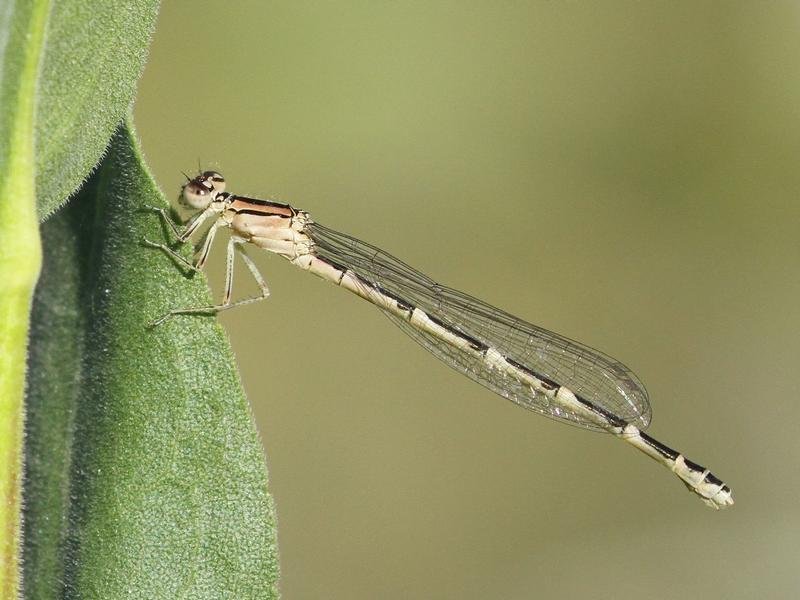 Photo of Tule Bluet