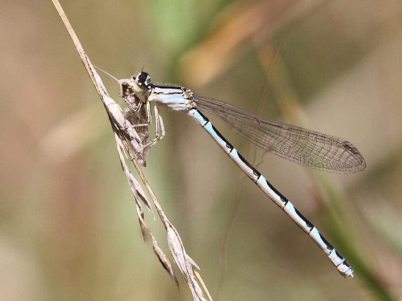 Photo of Tule Bluet