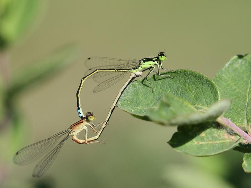 Photo of Eastern Forktail