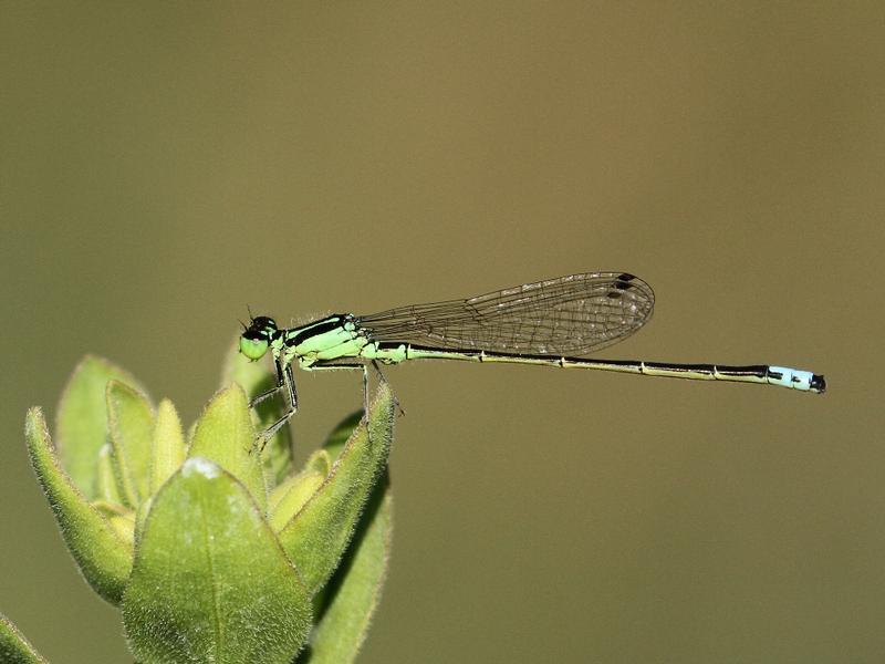 Photo of Eastern Forktail