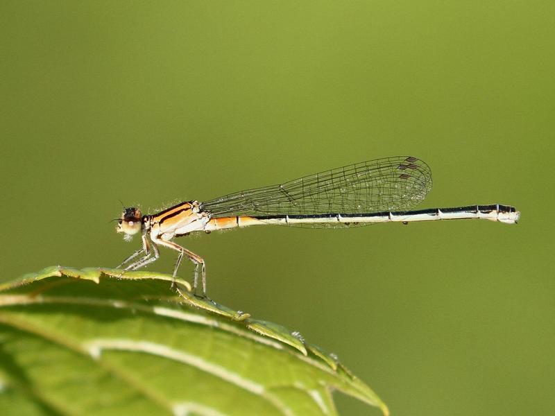 Photo of Eastern Forktail