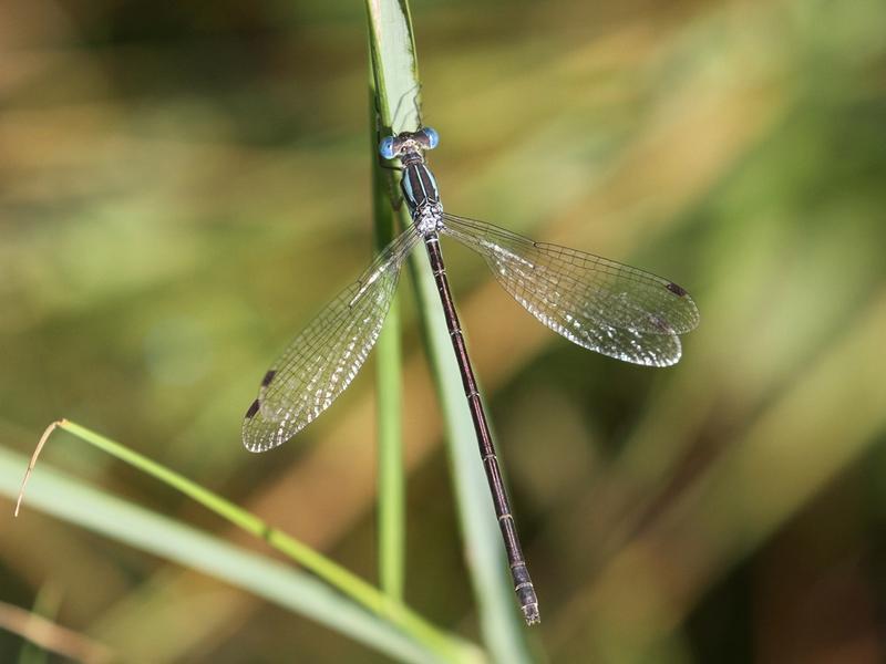 Photo of Slender Spreadwing